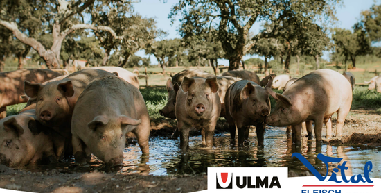 Vital-Fleisch setzt auf Hygiene und Leistung: Fleischverpackung mit der TFS 700