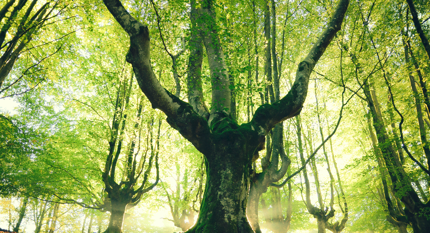 Nachhaltige Verpackung